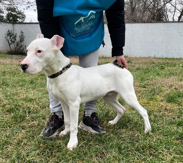 ALBINO CUCCIOLO DOGO ARGENTINO Foto 2